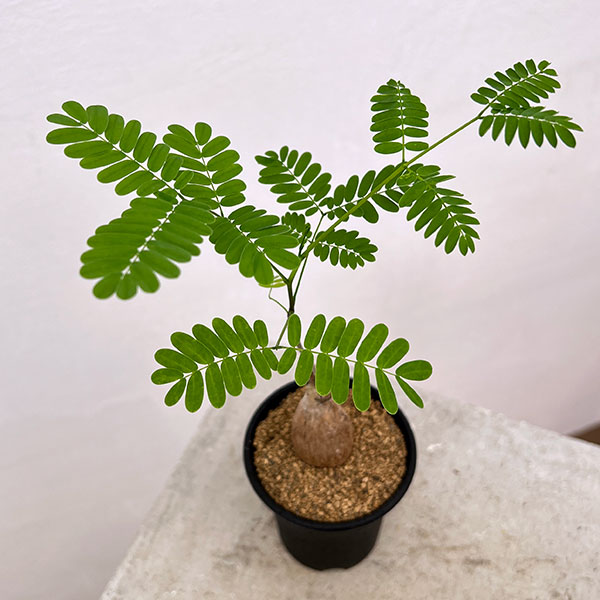 エンタダ：レプトスタキア　2.5号鉢植え