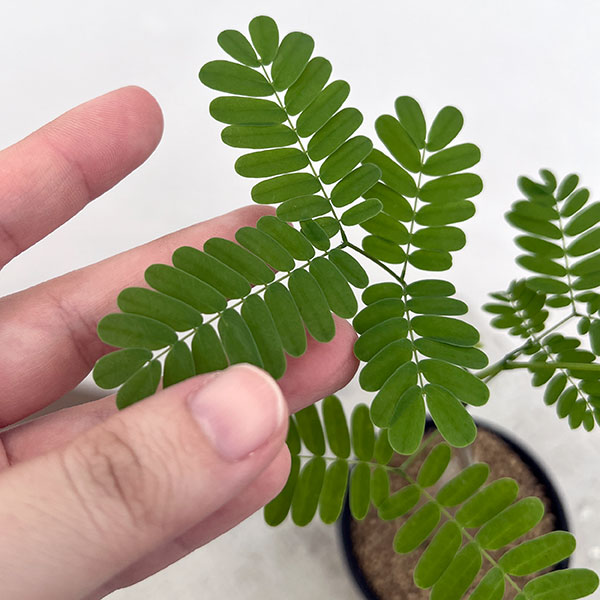 エンタダ：レプトスタキア　2.5号鉢植え