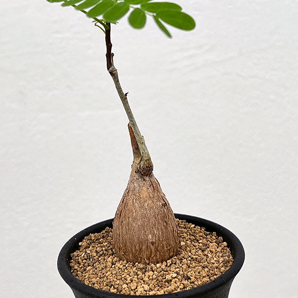 エンタダ：レプトスタキア　2.5号鉢植え