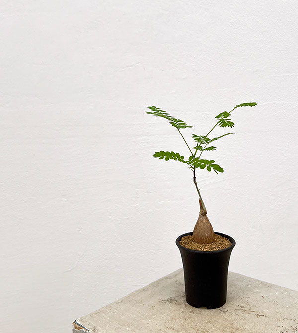 エンタダ：レプトスタキア　2.5号鉢植え