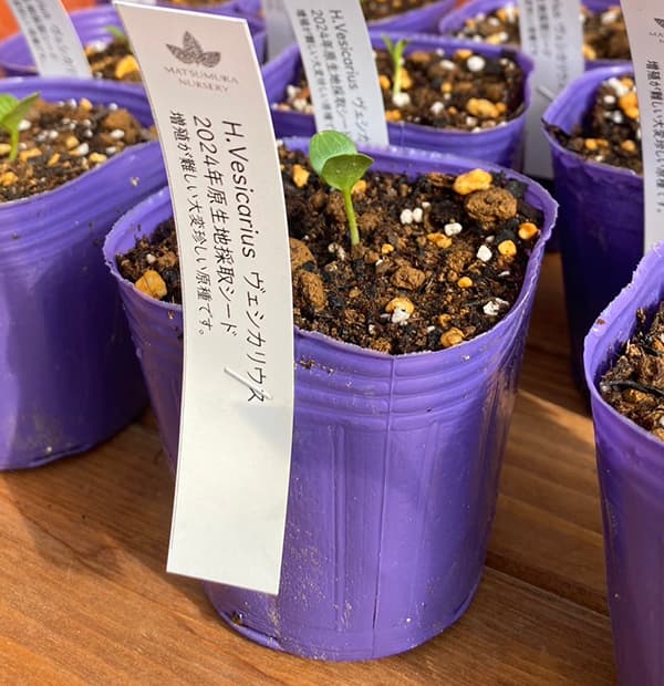 園芸ネット本店｜松村ナーセリーさんのクリスマスローズ