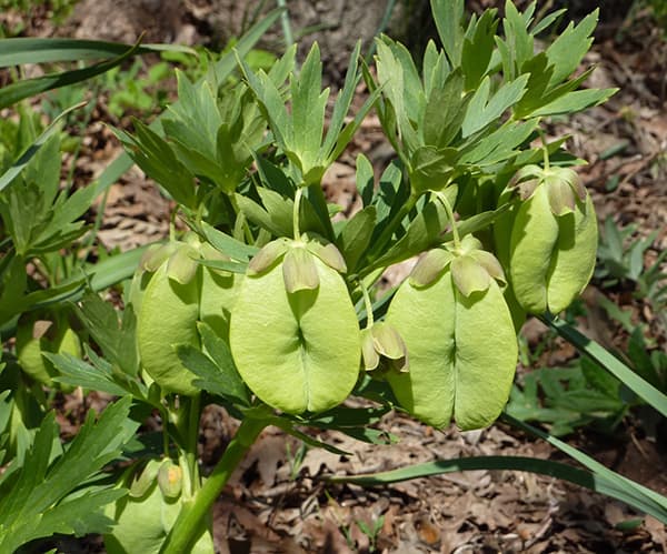 【お1人様1ポット】松村ナーセリーさんのクリスマスローズ：ヴェシカリウス（1年生苗）3号ポット