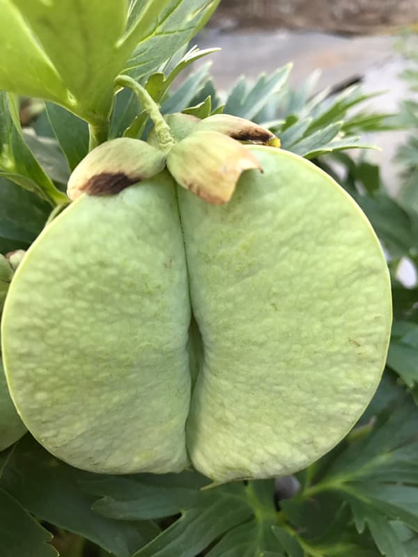 【お1人様1ポット】松村ナーセリーさんのクリスマスローズ：ヴェシカリウス（1年生苗）3号ポット