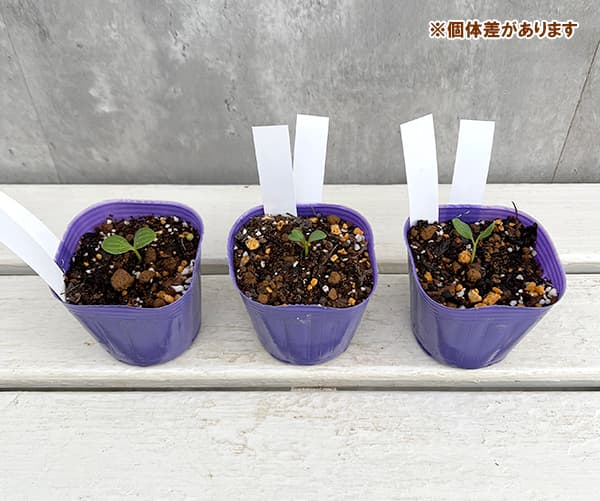 【お1人様1ポット】松村ナーセリーさんのクリスマスローズ：ヴェシカリウス（1年生苗）3号ポット