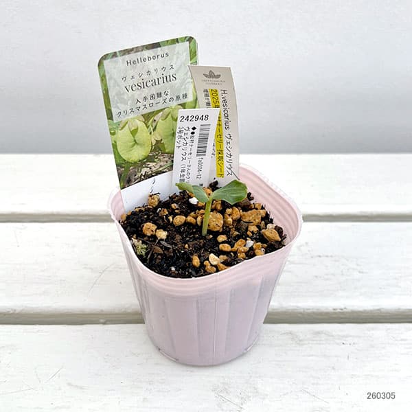 【お1人様1ポット】松村ナーセリーさんのクリスマスローズ：ヴェシカリウス（1年生苗）3号ポット