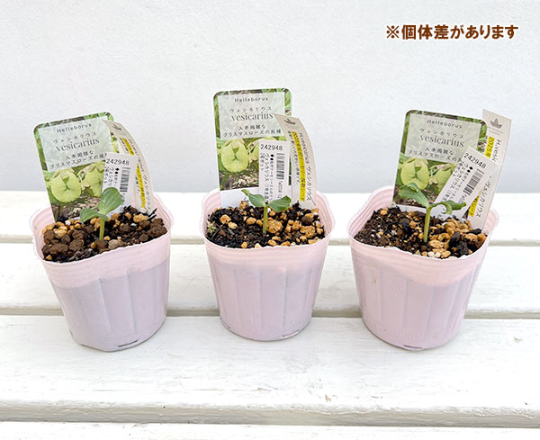 【お1人様1ポット】松村ナーセリーさんのクリスマスローズ：ヴェシカリウス（1年生苗）3号ポット