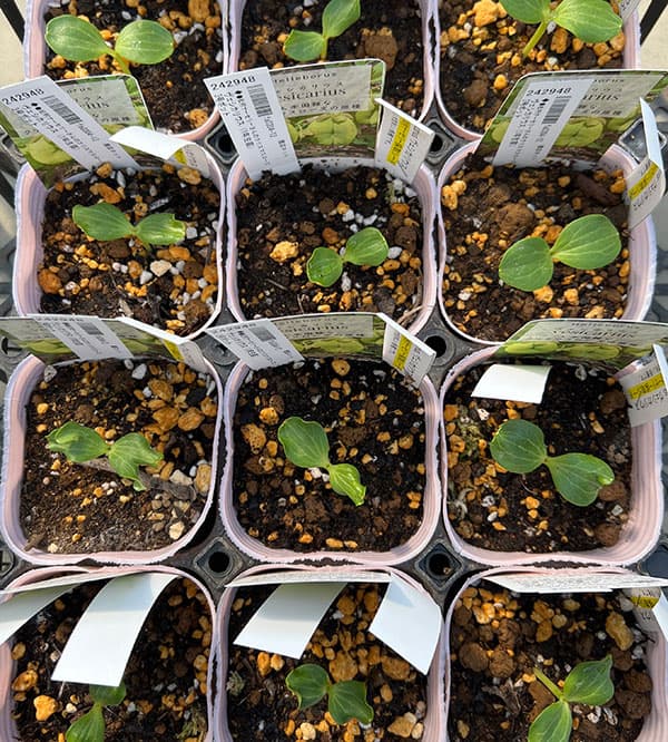 【お1人様1ポット】松村ナーセリーさんのクリスマスローズ：ヴェシカリウス（1年生苗）3号ポット