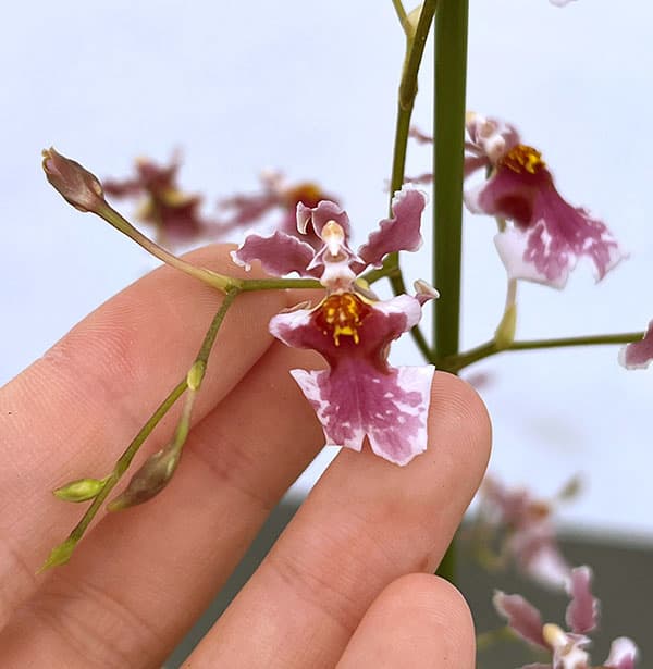 オンシジウム：ミニロゼ6号鉢植え花3本立ち