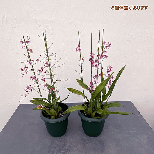 オンシジウム：ミニロゼ6号鉢植え花3本立ち