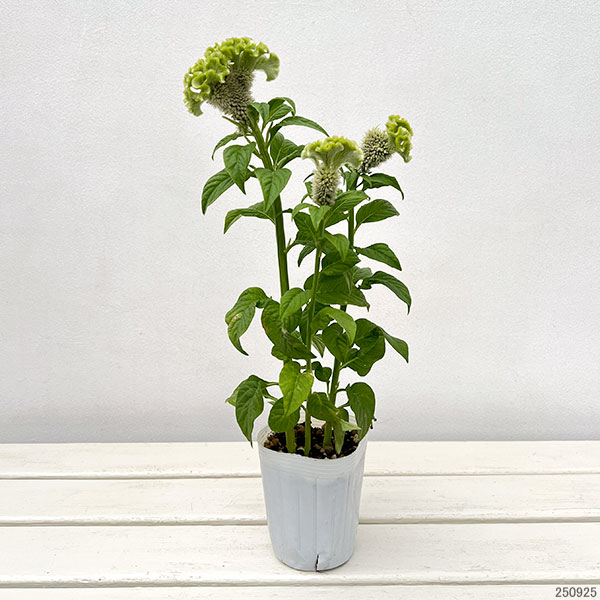 （わけあり特価）ケイトウ（セロシア）：アクトベルデ（グリーン）3号ポット