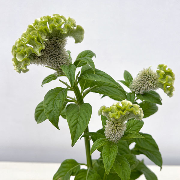 （わけあり特価）ケイトウ（セロシア）：アクトベルデ（グリーン）3号ポット