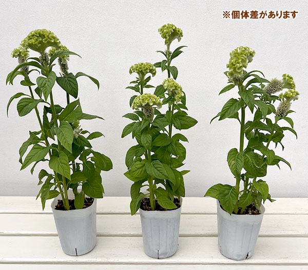 （わけあり特価）ケイトウ（セロシア）：アクトベルデ（グリーン）3号ポット