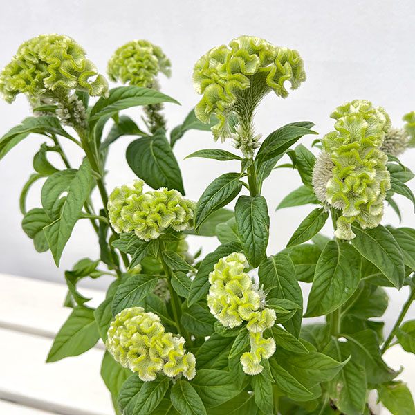 （わけあり特価）ケイトウ（セロシア）：アクトベルデ（グリーン）3号ポット