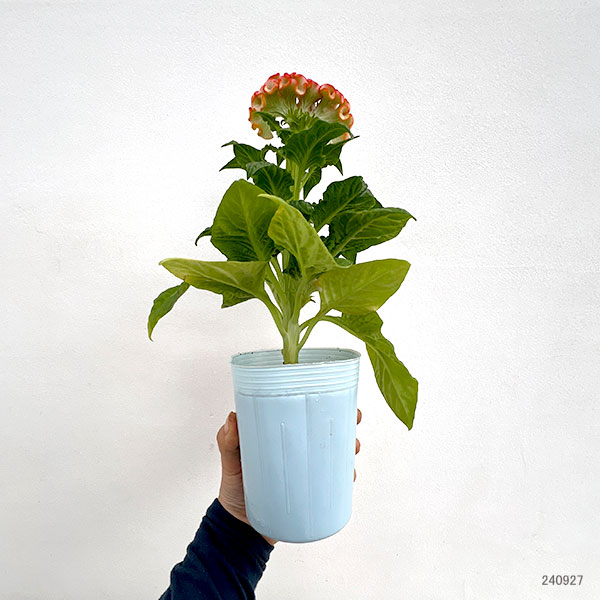 園芸ネット本店｜ケイトウ（セロシア）：リプライズ オレンジ3号ポット