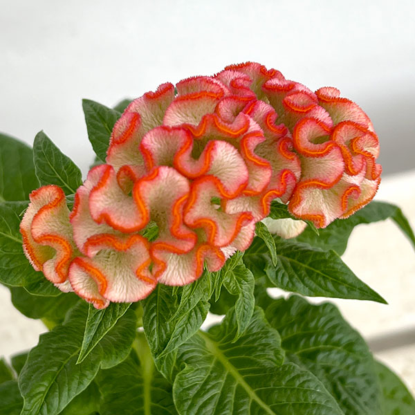 園芸ネット本店｜ケイトウ（セロシア）：リプライズ オレンジ3号ポット