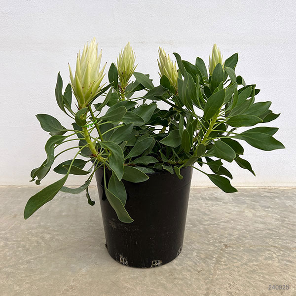 大苗！ プロテア スパイキーホワイト ザ・ファームセレクト]プロテア：スパイキーホワイト7号鉢植え22