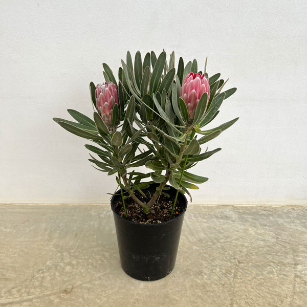 園芸ネット本店｜プロテア：ピンクアイス 7号鉢植え* の通販【公式】