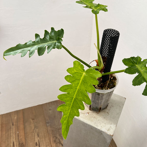 園芸ネット本店｜フィロデンドロン：ボブシー（斑入り）5号ねこチップ