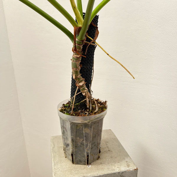 フィロデンドロン：ボブシー（斑入り）5号ねこチップ植え24-03