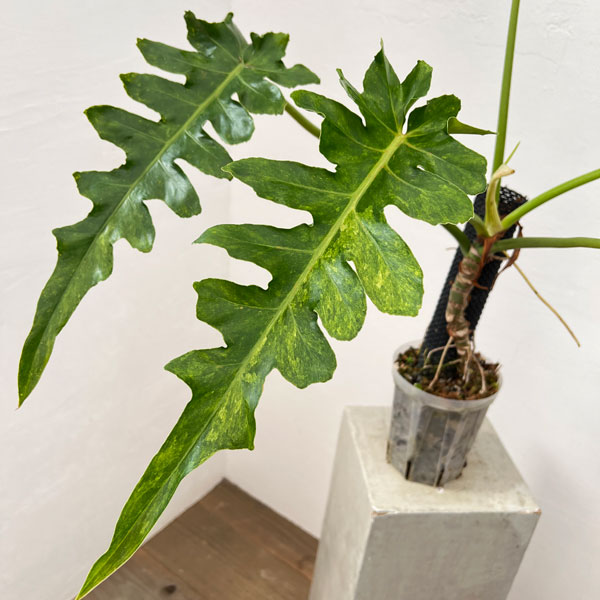 園芸ネット本店｜フィロデンドロン：ボブシー（斑入り）5号ねこチップ