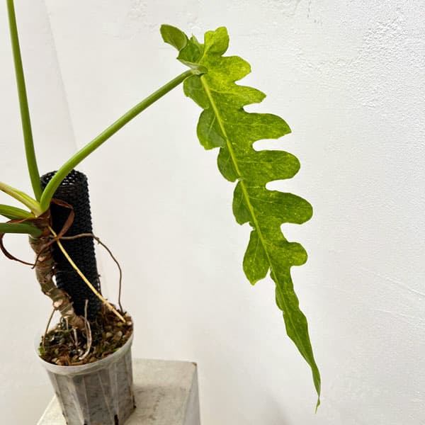 フィロデンドロン：ボブシー（斑入り）5号ねこチップ植え24-03