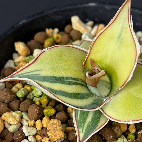 サンセベリア:ピングイキュラ 斑入り 2.5号鉢植え