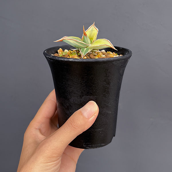 サンセベリア:ピングイキュラ 斑入り 2.5号鉢植え