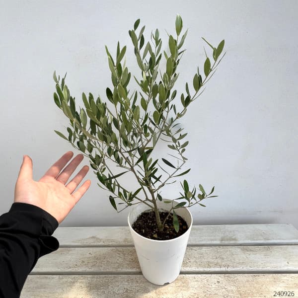 オリーブ:ミッション 5号鉢植え