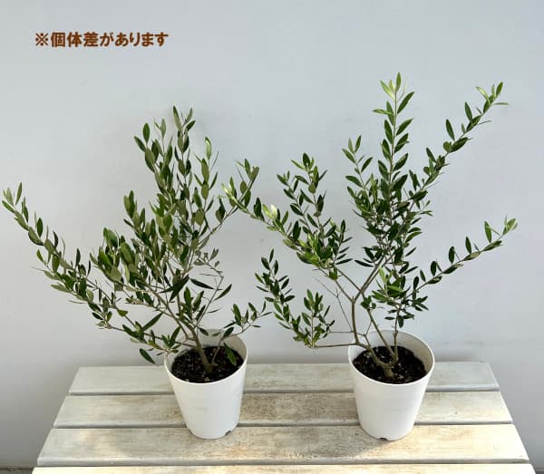 オリーブ:ミッション 5号鉢植え