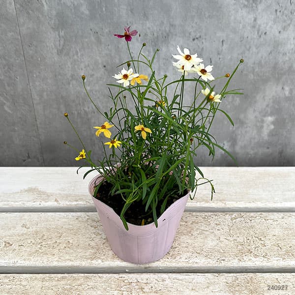 コレオプシス：ウリドリーム 花色ミックス植え3-3.5号ポット