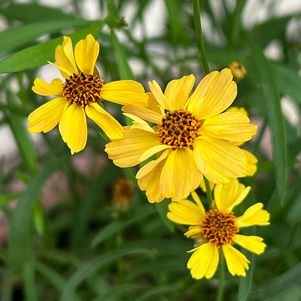 コレオプシス：ウリドリーム 花色ミックス植え3-3.5号ポット