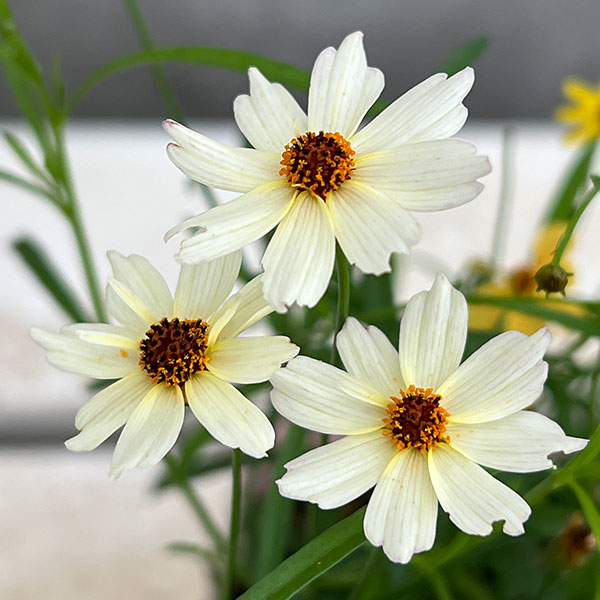 コレオプシス：ウリドリーム 花色ミックス植え3-3.5号ポット