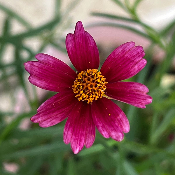 コレオプシス：ウリドリーム 花色ミックス植え3-3.5号ポット