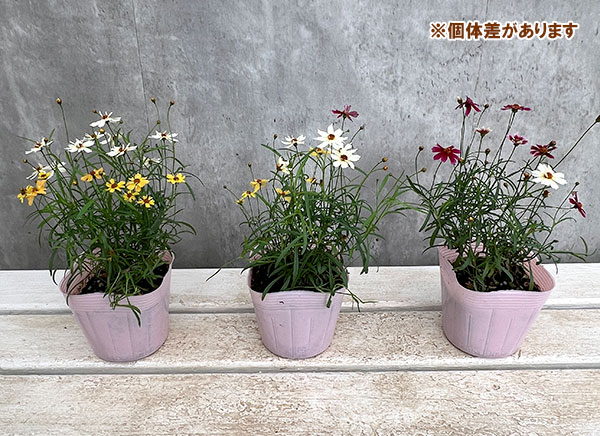 コレオプシス：ウリドリーム 花色ミックス植え3-3.5号ポット