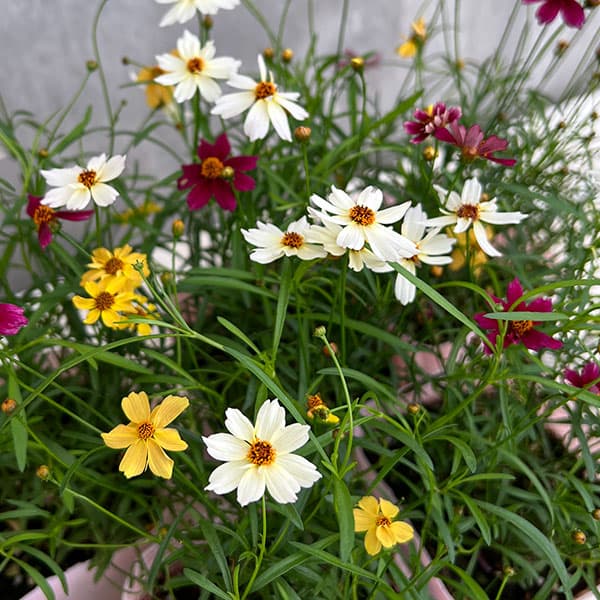 コレオプシス：ウリドリーム 花色ミックス植え3-3.5号ポット