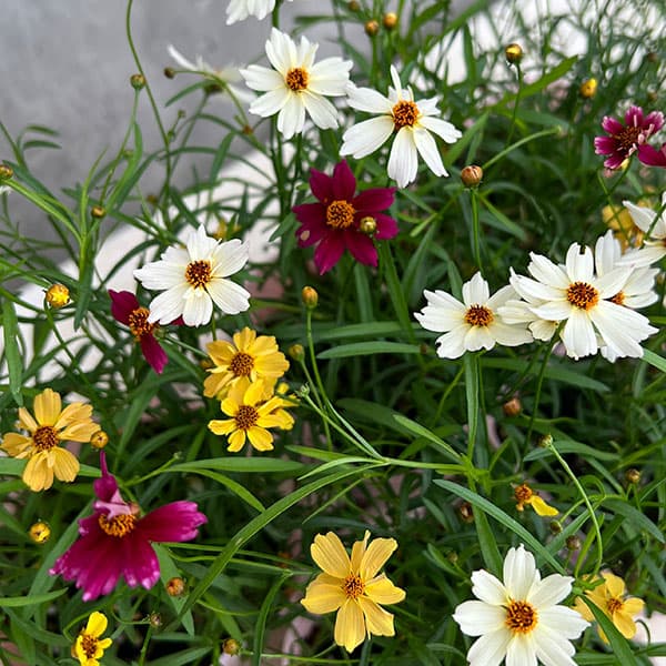 コレオプシス：ウリドリーム 花色ミックス植え3-3.5号ポット