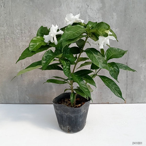 サンユウカ(三友花)八重咲 3.5号ポット
