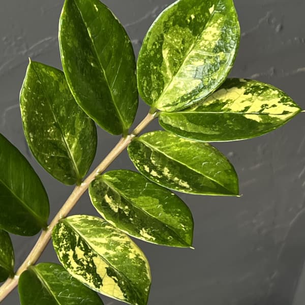 [ザ・ファームセレクト]ザミオクルカス：ザミーフォリア（斑入り）　4号26-03