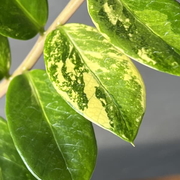 [ザ・ファームセレクト]ザミオクルカス：ザミーフォリア（斑入り）　4号26-03