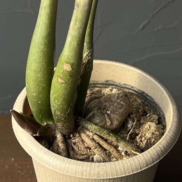 [ザ・ファームセレクト]ザミオクルカス：ザミーフォリア（斑入り）　4号26-03