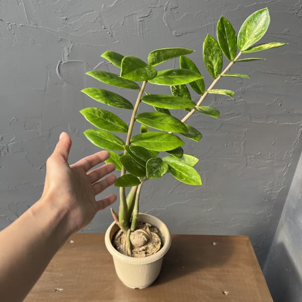 [ザ・ファームセレクト]ザミオクルカス：ザミーフォリア（斑入り）　4号26-03