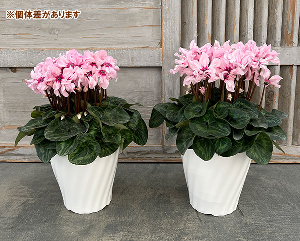 園芸ネット本店｜シクラメン：イリュージア ピンクラテ5号鉢植え の