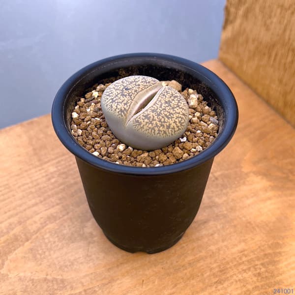 リトープス：摩利玉　2.5号鉢植え