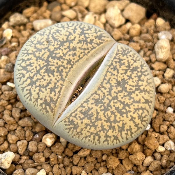 リトープス：摩利玉　2.5号鉢植え