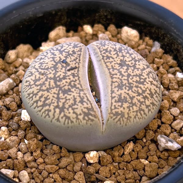 リトープス：摩利玉　2.5号鉢植え
