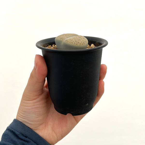 リトープス：摩利玉　2.5号鉢植え