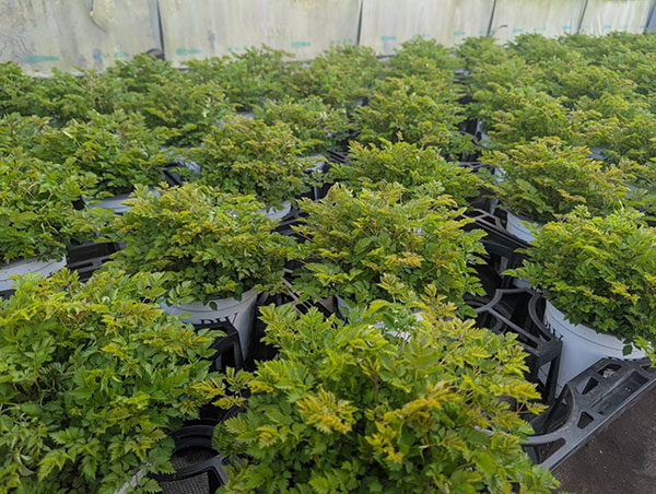 アルンクス:シャンテリーレース5号ポット