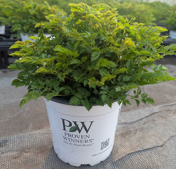 アルンクス:シャンテリーレース5号ポット