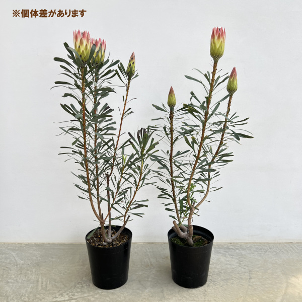 プロテア:ルビーブラッシュ 8号