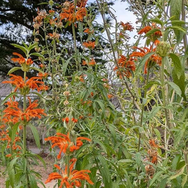 園芸ネット本店｜レオノチス（レオノティス）3.5号ポット の通販【公式】